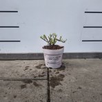 Hortenzia metlinatá (Hydrangea paniculata) ´GROUNDBREAKER® BLUSH´ by LIVING CREATIONS®´ - výška 20-30 cm, kont. C1.5L